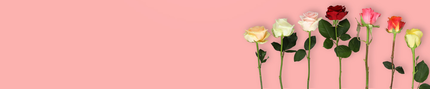 Grote rozen