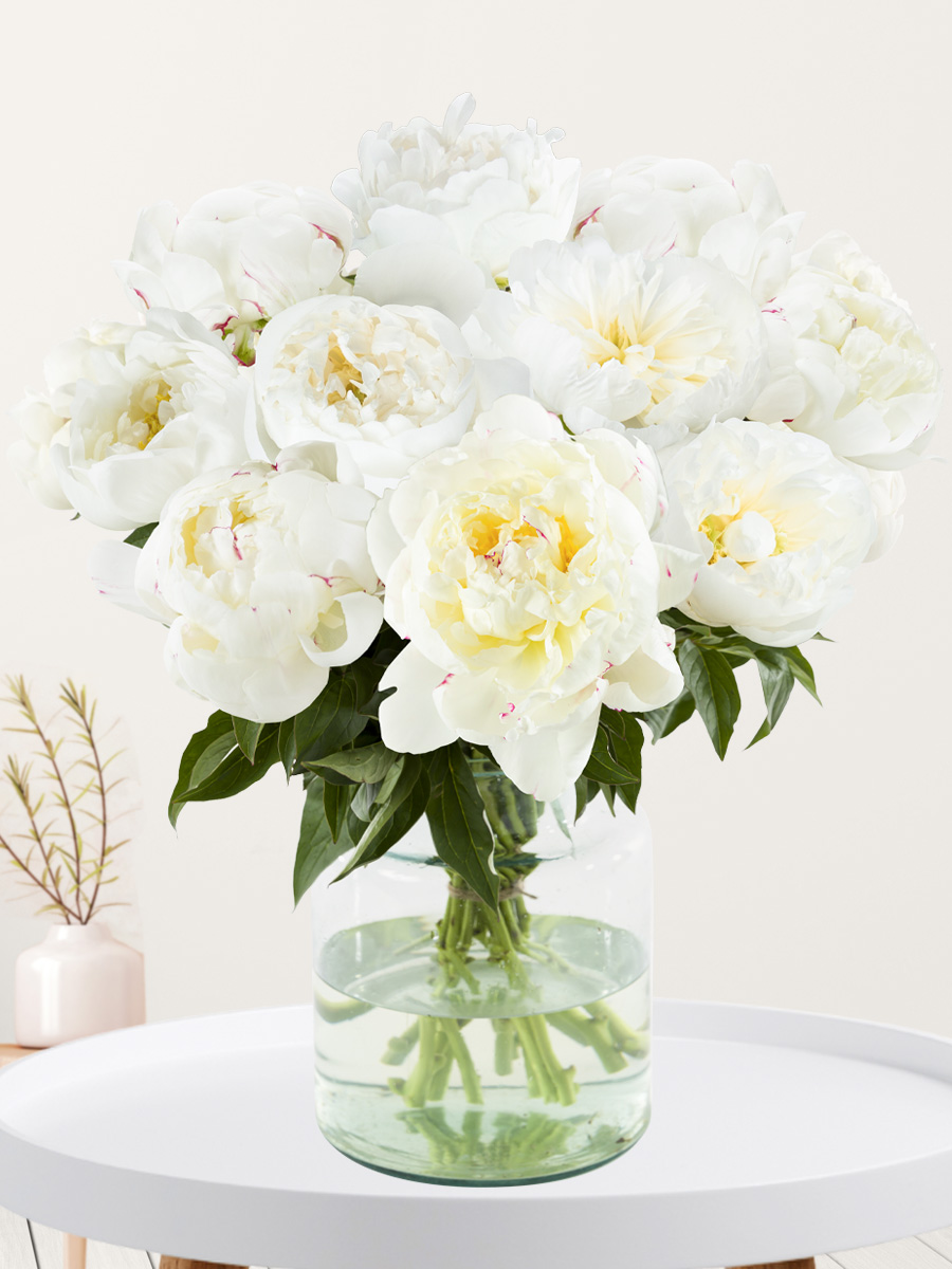 Surprose 10 witte pioenrozen - Duchesse de Nemours