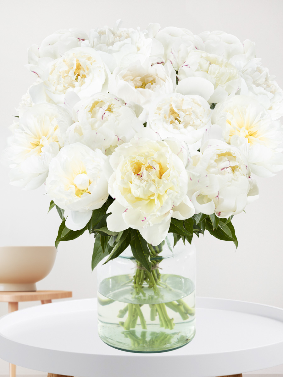 Surprose 15 witte pioenrozen - Duchesse de Nemours
