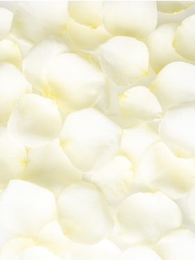 Witte rozenblaadjes