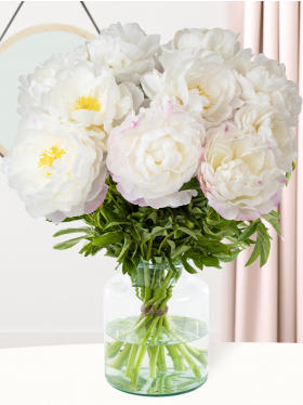 10 wit-roze pioenrozen - Gardenia