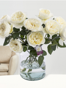 10 witte rozen - David Austin