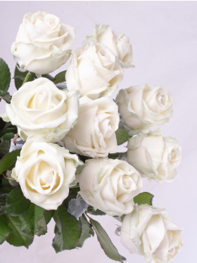 10 witte rozen