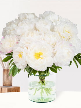 15 wit-roze pioenrozen - Gardenia