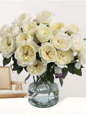 20 witte David Austin rozen