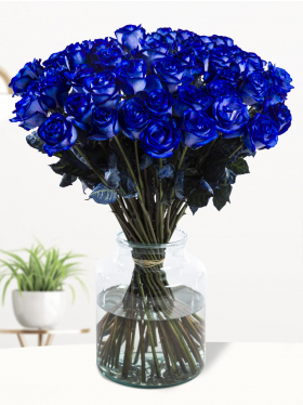 50 blauwe rozen