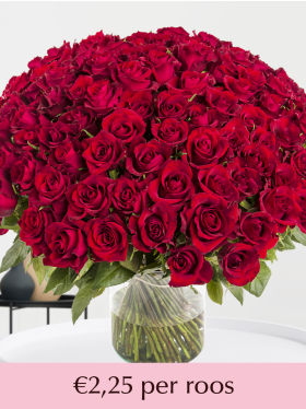 500 t/m 1001 rode rozen - EverRed