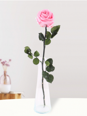 Enkele roze long life roos inclusief glasvaas
