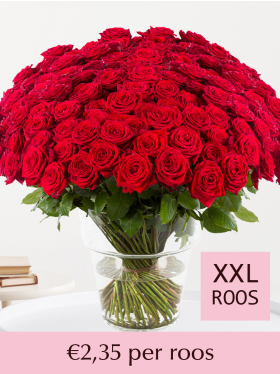 500 t/m 1001 rode rozen - Red Naomi