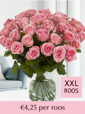 100 t/m 500 roze rozen - Sophia Loren