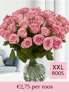 100 t/m 500 roze rozen - Sophia Loren