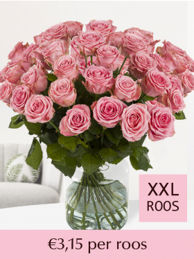 100 t/m 500 roze rozen - Sophia Loren