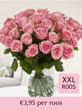 100 t/m 500 roze rozen - Sophia Loren
