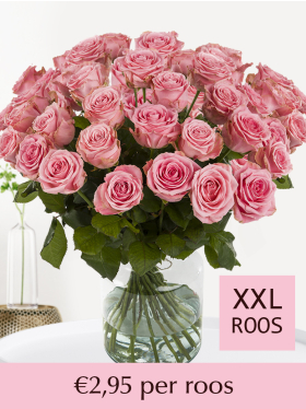 100 t/m 500 roze rozen - Sophia Loren