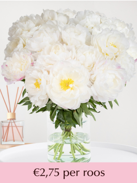 Kies je aantal wit-roze pioenrozen