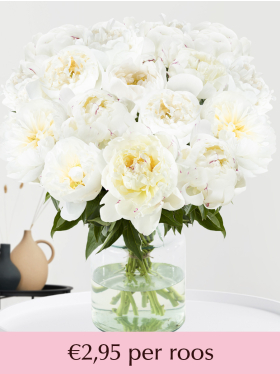 Witte pioenrozen - 10 t/m 99 stuks