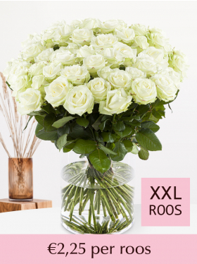 500 t/m 1001 witte rozen