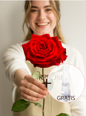 Rode roos inclusief glasvaas