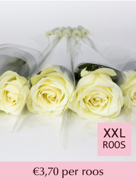 Witte rozen per stuk verpakt