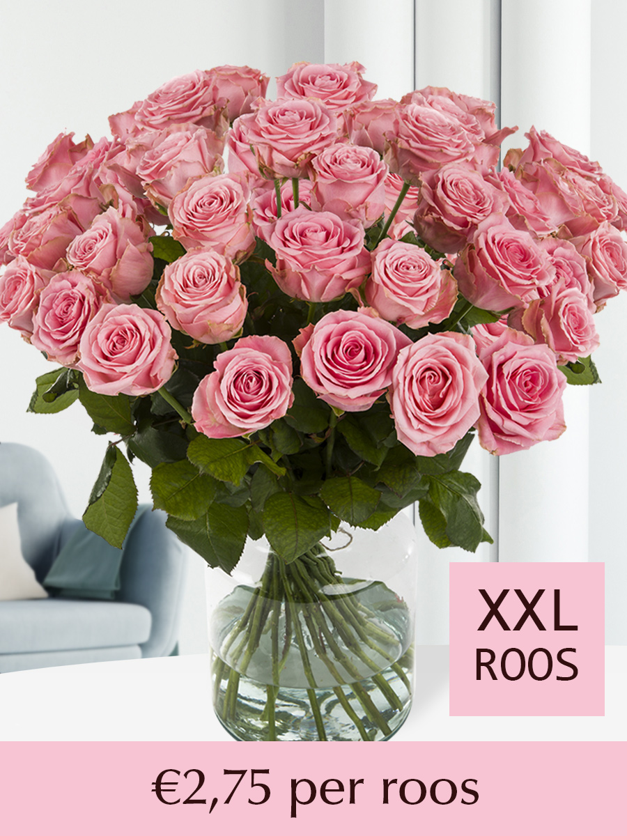 100 tot en met 500 roze rozen (Sophia Loren)