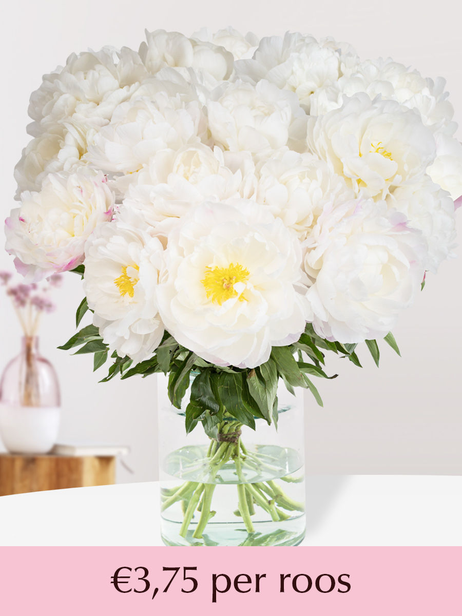 Wit-roze pioenrozen - Kies je aantal (Gardenia) - 10 t/m 99