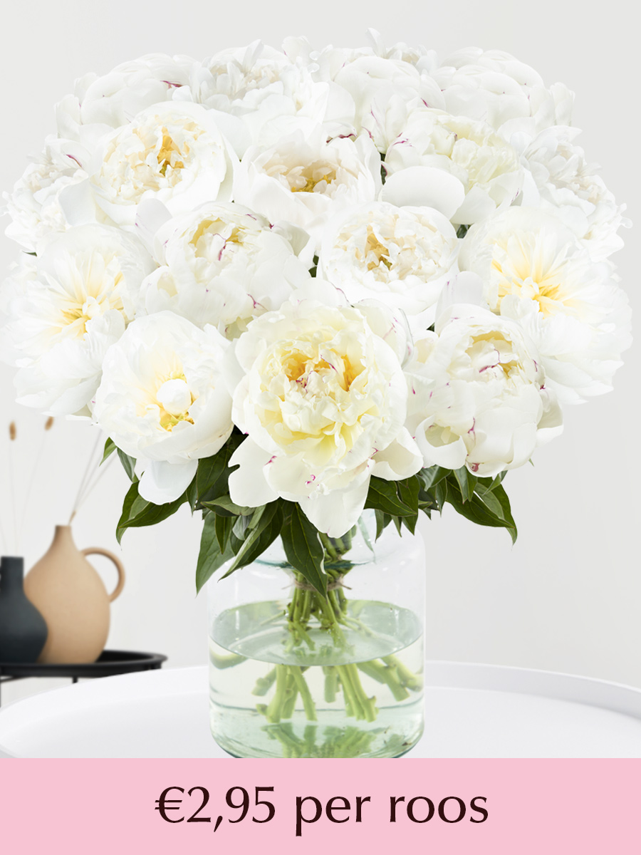 Witte pioenrozen - Kies je aantal (Duchesse de Nemours) - 10 t/m 99 rozen afbeelding 1