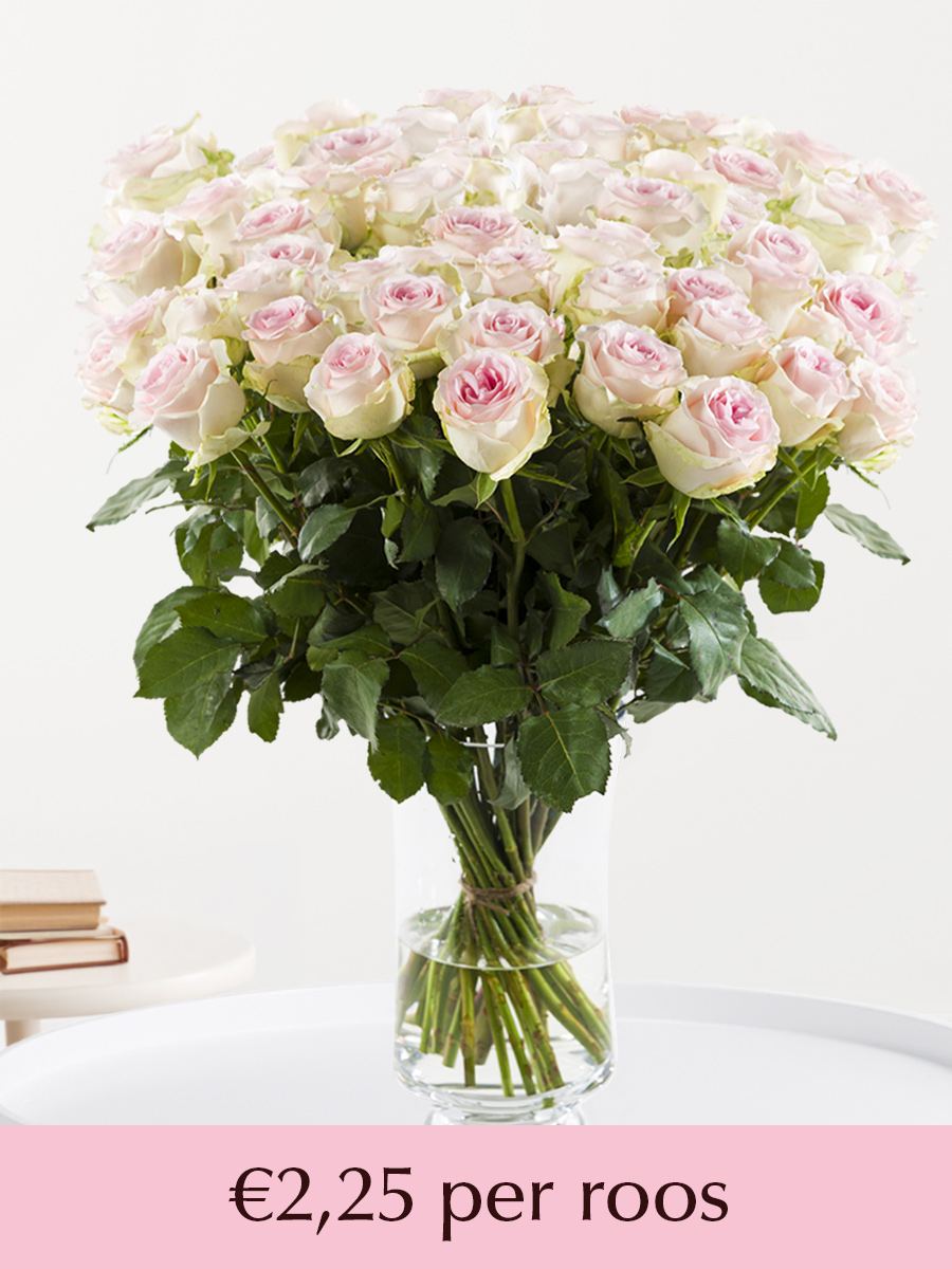 100 tot en met 499 zachtroze rozen - XL rozen - Sweet Revival afbeelding 1