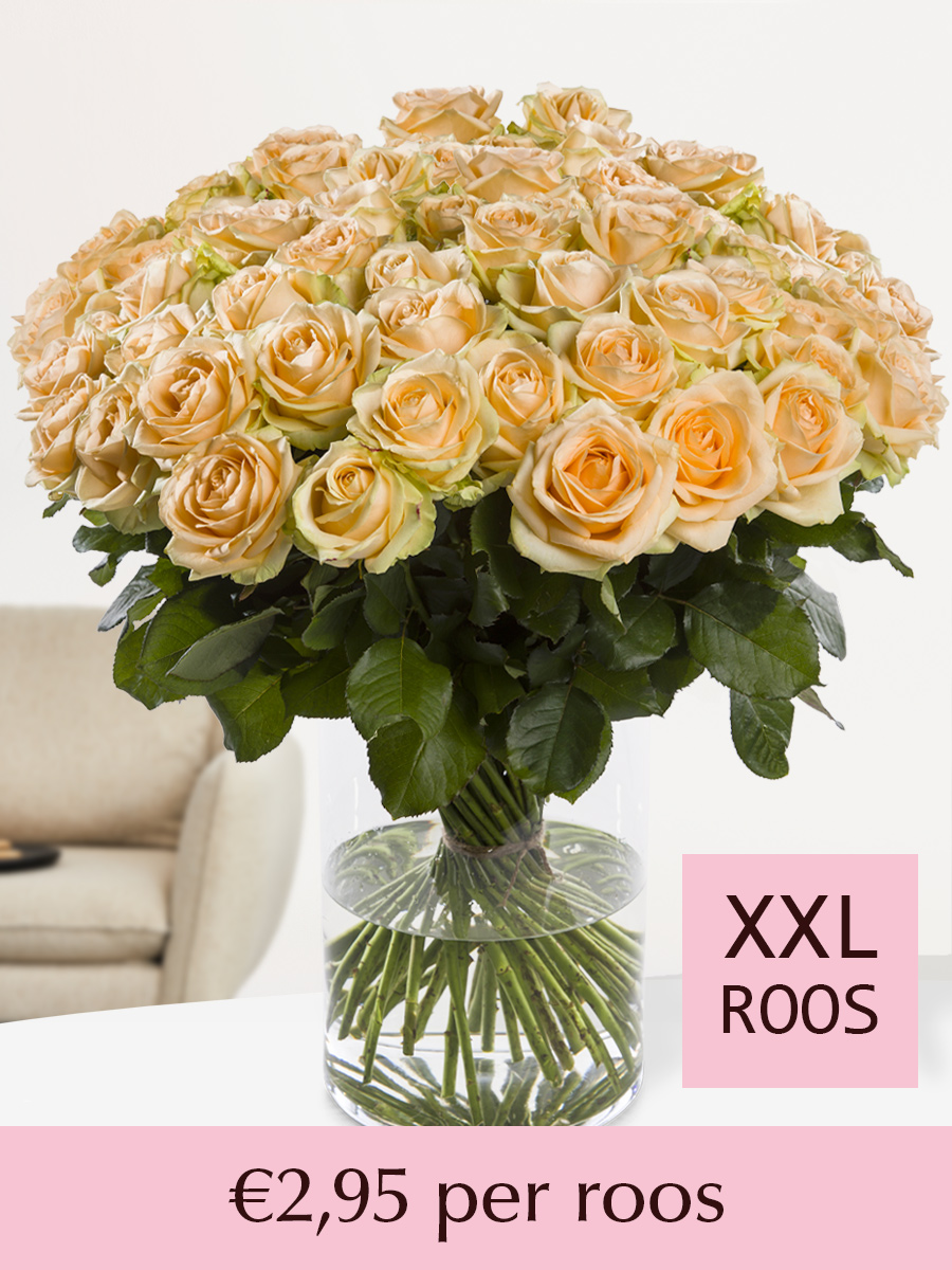 100 tot en met 499 XXL zalmkleurige rozen afbeelding