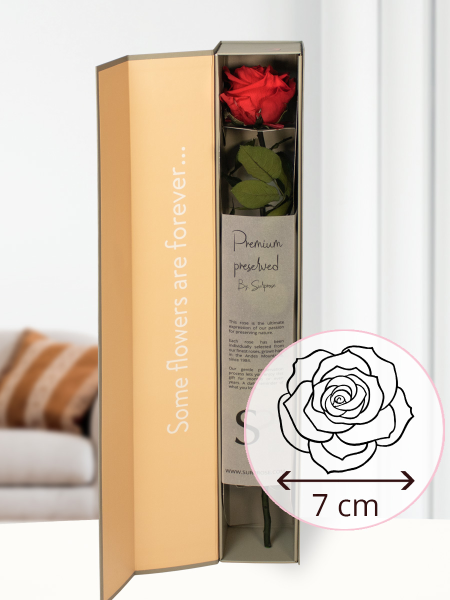 Rode premium long life roos in geschenkdoos | 50 cm