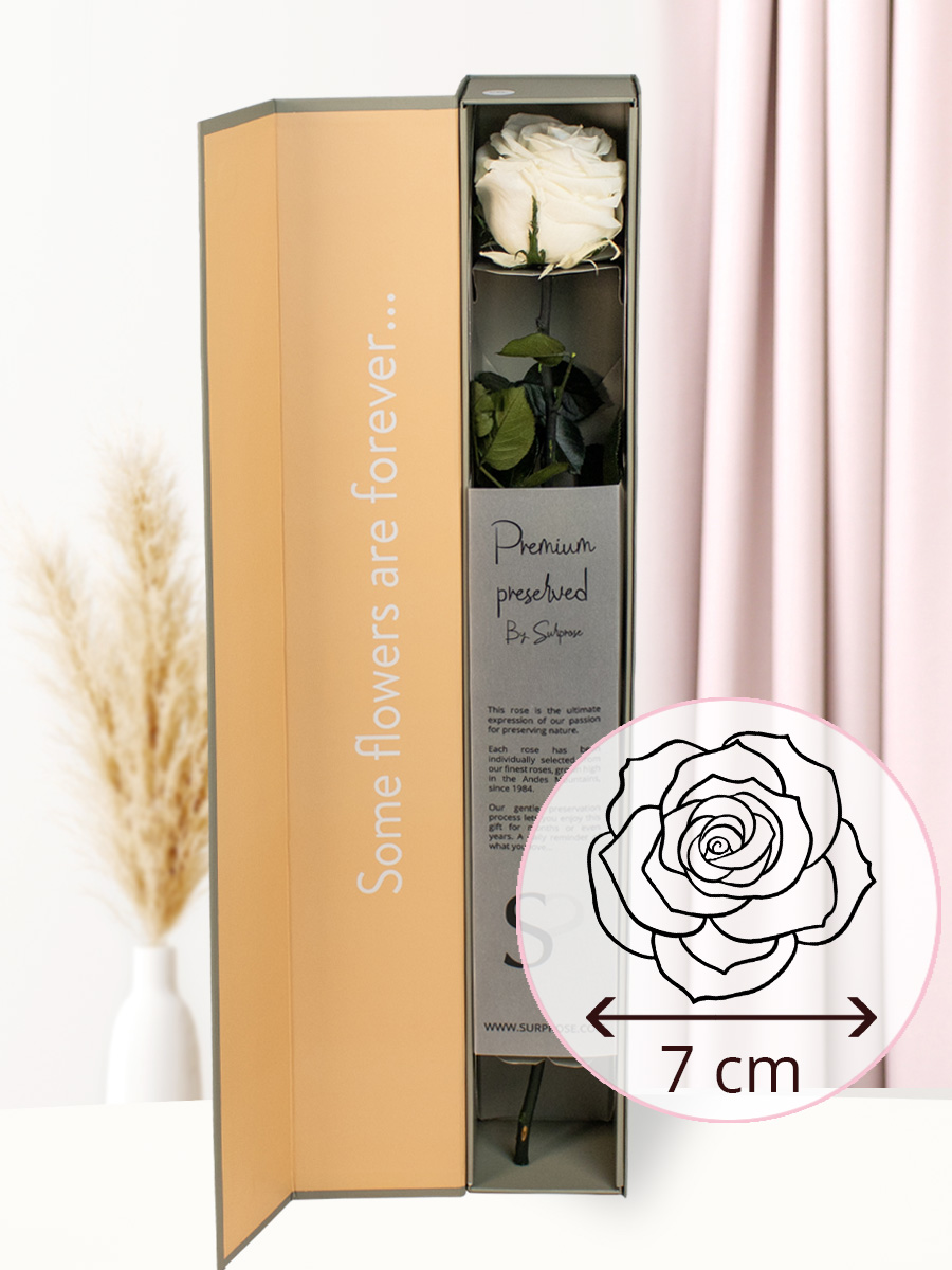 Witte premium long life roos in geschenkdoos | 50 cm