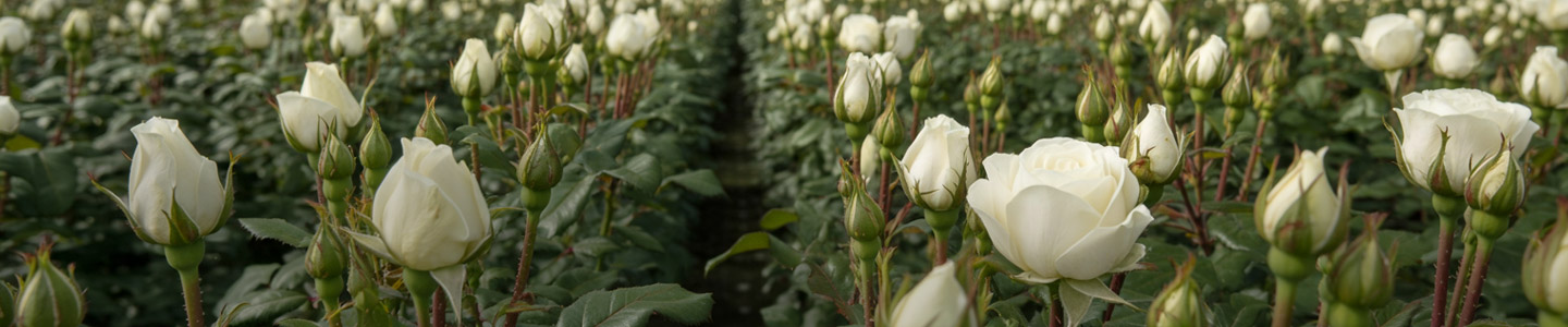 Duurzaamheid bij Ol Njorowa: Jouw roos met pluspunten Duurzaamheid bij Ol Njorowa: Jouw roos met pluspunten