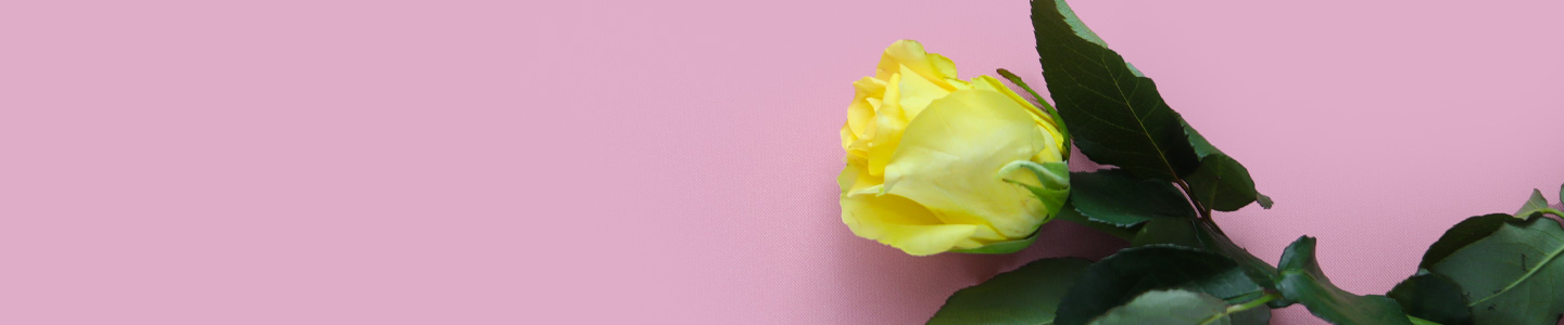 Rozen bestellen en bezorgen in Assen