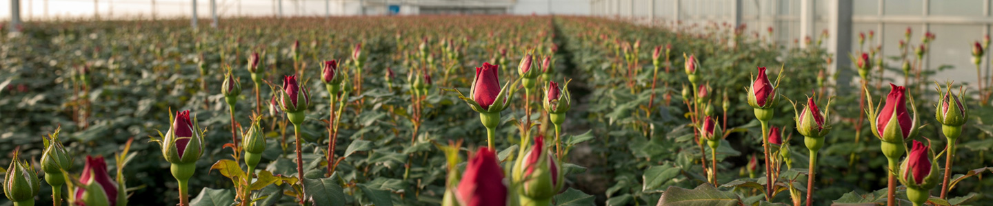 Meewisse Roses – Duurzame perfectie in elke Red Naomi