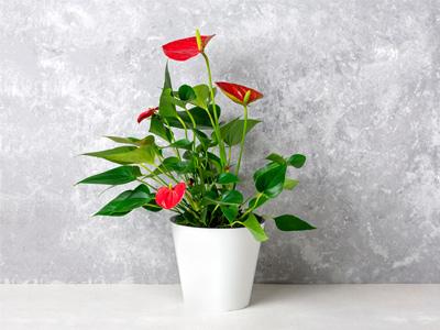 Flamingoblumen online bestellen
