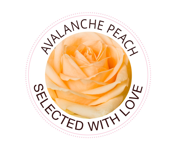 Avalanche Peach rozen