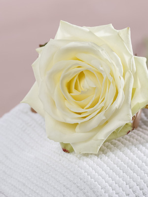 Witte rozen