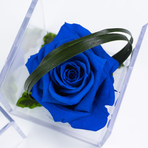 Long life rozen kopen