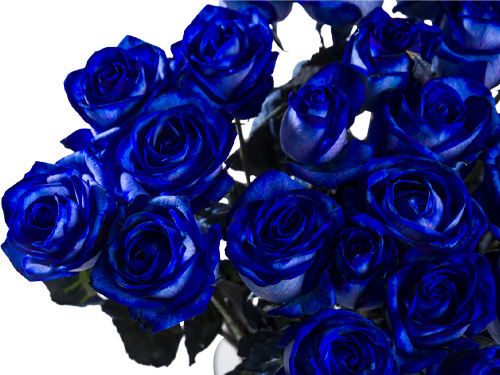 Blauwe rozen bestellen