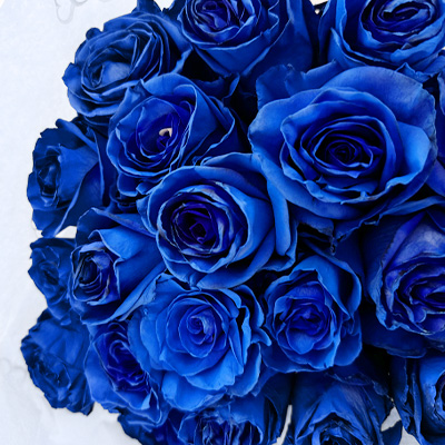 Blauwe rozen kopen
