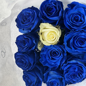 Blauwe rozen Blauwe rozen