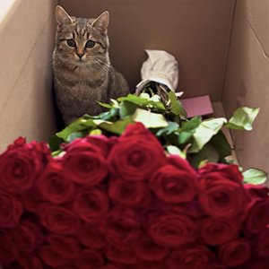 Klantfoto - rode rozen Klantfoto - rode rozen