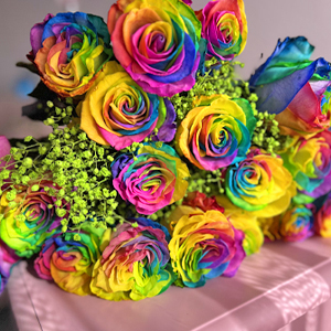 Regenboog rozen Regenboog rozen
