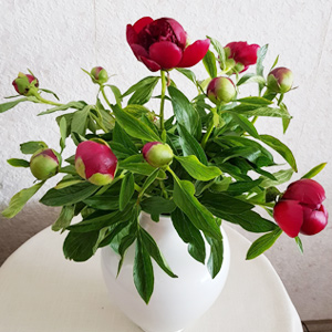 Klantfoto - Red Charm Klantfoto - Red Charm