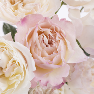 Premium rozen Premium rozen