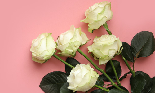 De Avalanche roos Avalanche rozen