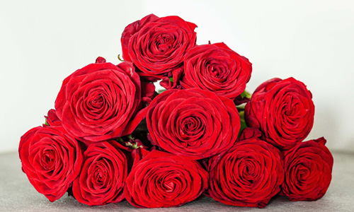 De Red Naomi roos Red Naomi rozen