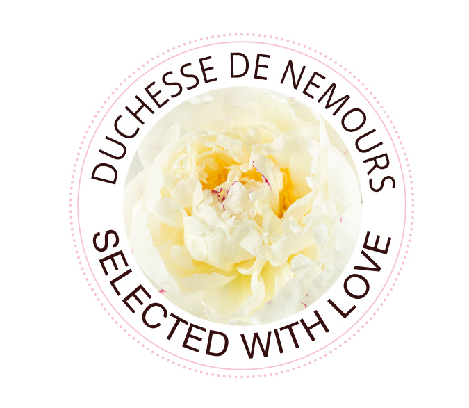 Duchesse de Nemours roos