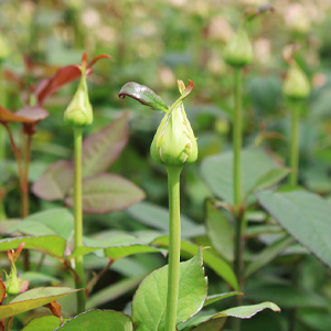 Duurzaam rozen kweken Duurzaam rozen kweken
