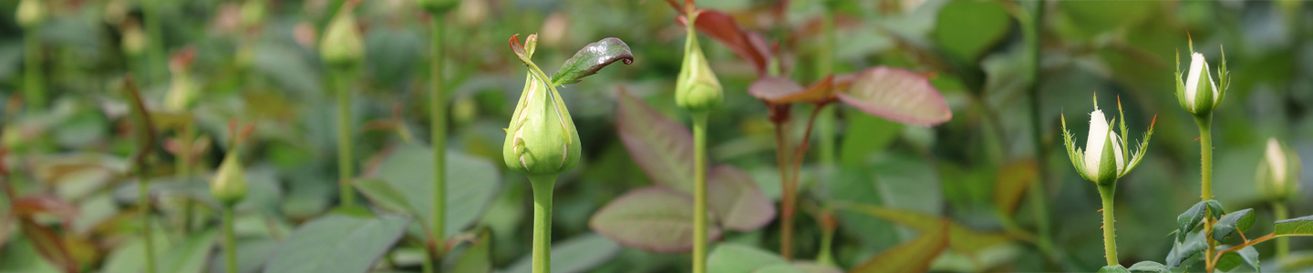 Rozen vers van de kweker Rozen vers van de kweker