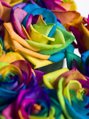 Regenboog rozen